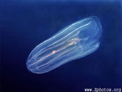 Comb jellies use their cilias lined in rows for propulsio... by Zaid Fadul 